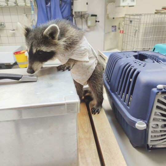 neugieriger-waschbär-in-der-praxis-dr-mix